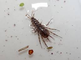 Attēlu rezultāti vaicājumam “Asellus aquaticus”