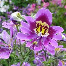 Image result for Schizanthus