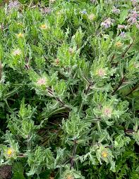 Image result for Cnicus benedictus