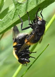 Attēlu rezultāti vaicājumam “Volucella bombylans”