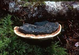 Attēlu rezultāti vaicājumam “Heterobasidion annosum”