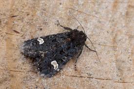 Attēlu rezultāti vaicājumam “Melanchra persicariae”