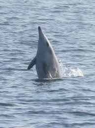 Image result for Mesoplodon bidens