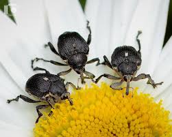 Attēlu rezultāti vaicājumam “Mononychus punctumalbum”