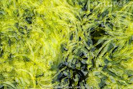 Attēlu rezultāti vaicājumam “Enteromorpha sp.”