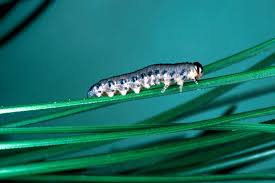 Attēlu rezultāti vaicājumam “Neodiprion sertifer larva”