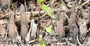 Attēlu rezultāti vaicājumam “Xylaria longipes”