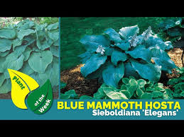 Image result for Hosta sieboldiana 'Elegans'