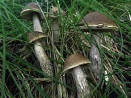 Attēlu rezultāti vaicājumam “Leccinum scabrum”