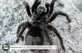 Znalezione obrazy dla zapytania Grammostola grossa