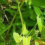 Image result for Gaillardia amblyodon