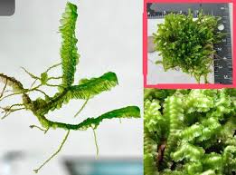 Attēlu rezultāti vaicājumam “Bazzania trilobata”