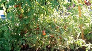 Afbeeldingsresultaat voor principe borghese tomato