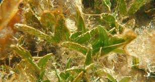 Attēlu rezultāti vaicājumam “Hydrocharitaceae”