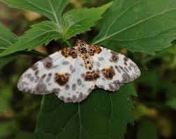 Attēlu rezultāti vaicājumam “Abraxas sylvata larva”
