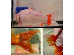 Attēlu rezultāti vaicājumam “Carassius auratus”