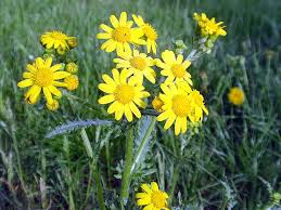 Attēlu rezultāti vaicājumam “Senecio vernalis leaf”
