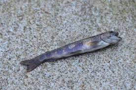 Image result for Salvelinus fontinalis