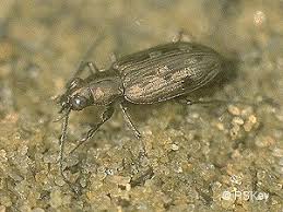 Attēlu rezultāti vaicājumam “Bembidion litorale”