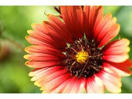 Image result for Gaillardia amblyodon