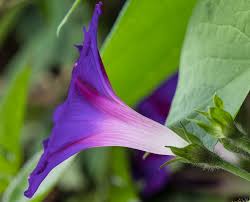 Image result for Ipomoea purpurea