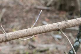 Attēlu rezultāti vaicājumam “Acer negundo bud”