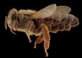 Attēlu rezultāti vaicājumam “Apis mellifera”