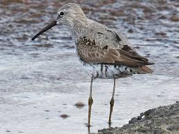 Image result for Calidris himantopus