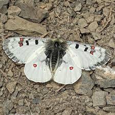 Attēlu rezultāti vaicājumam “Parnassius mnemosyne upperside”