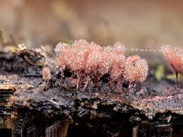 Attēlu rezultāti vaicājumam “Arcyria denudata young”