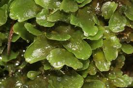 Attēlu rezultāti vaicājumam “Pellia endiviifolia sporophyte”