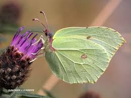 Attēlu rezultāti vaicājumam “Gonepteryx rhamni male”