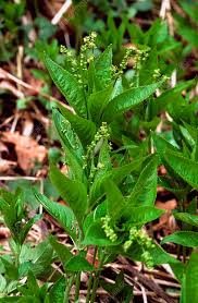Attēlu rezultāti vaicājumam “Mercurialis perennis bud”