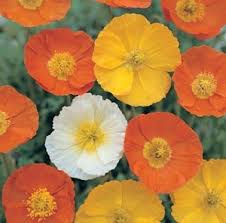 Image result for Papaver nudicaule