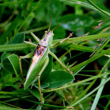 Attēlu rezultāti vaicājumam “Tettigonia cantans”