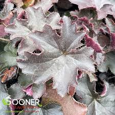 Image result for Heuchera `Palace Purple`