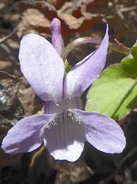 Attēlu rezultāti vaicājumam “Viola rupestris flower”