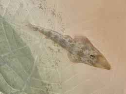 Image result for Pseudobatos lentiginosus