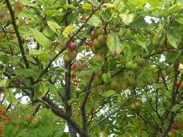 Attēlu rezultāti vaicājumam “Malus mandshurica fruit”