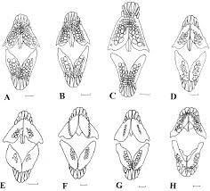 Image result for Diplodus lineatus