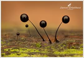 Attēlu rezultāti vaicājumam “Comatricha nigra spores”