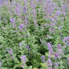 Attēlu rezultāti vaicājumam “Nepeta x faassenii”