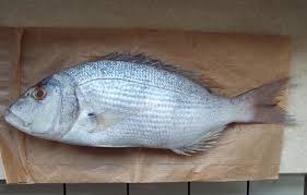 Image result for Dentex dentex