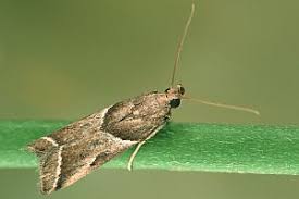 Attēlu rezultāti vaicājumam “Nyctegretis lineana”