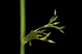 Attēlu rezultāti vaicājumam “Juncus conglomeratus fruit”