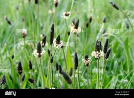 Attēlu rezultāti vaicājumam “Plantago lanceolata bud”