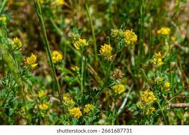 Attēlu rezultāti vaicājumam “Medicago sativa subsp. falcata leaf”