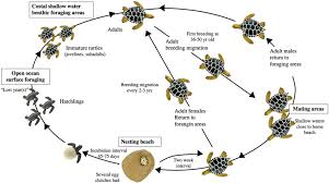 Image result for Chelonia mydas