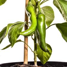 Afbeeldingsresultaat voor numex sandia hot pepper