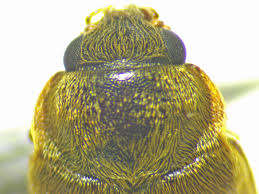 Attēlu rezultāti vaicājumam “Byturus ochraceus”